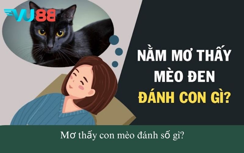 Mơ thấy con mèo đánh số gì?