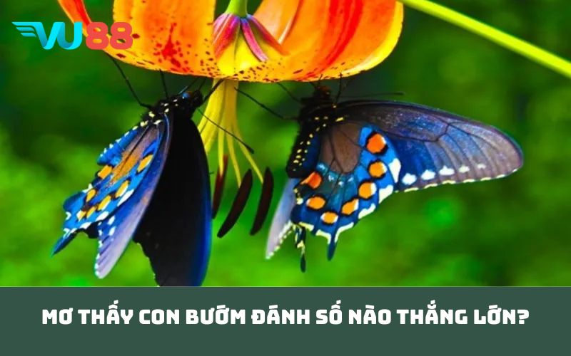 Mơ thấy con bướm đánh số nào thắng lớn?