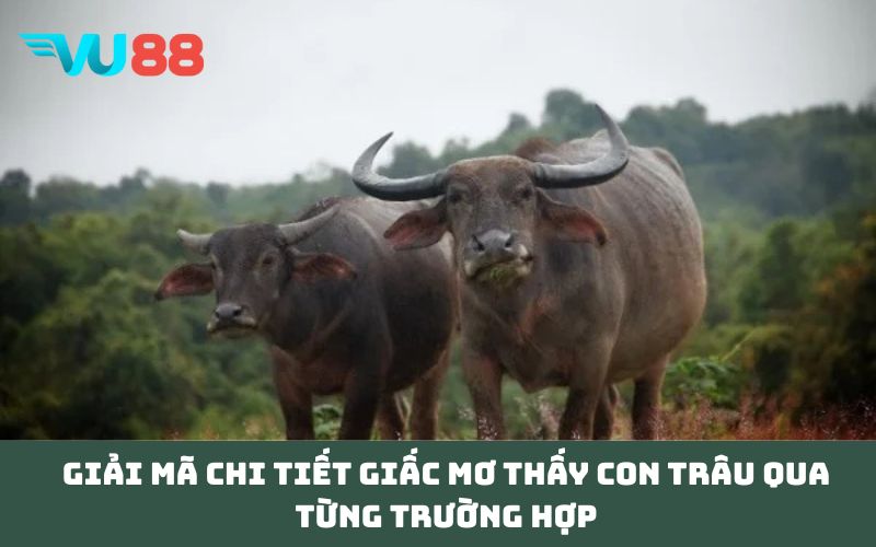 Giải mã chi tiết giấc Mơ thấy con trâu qua từng trường hợp