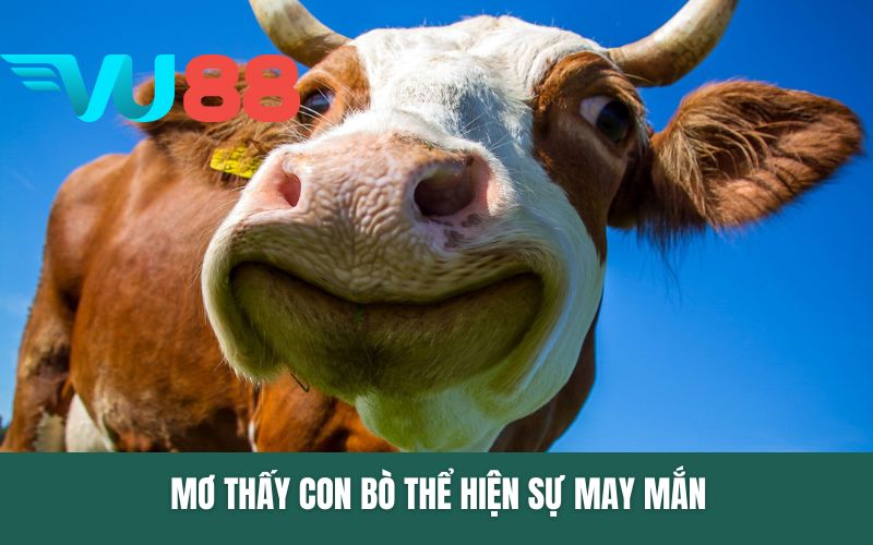 Mơ thấy con bò thể hiện sự may mắn