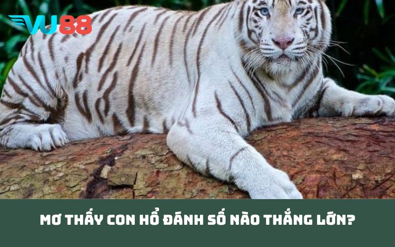 Mơ Thấy Con Hổ Đánh Số Nào Thắng Lớn?