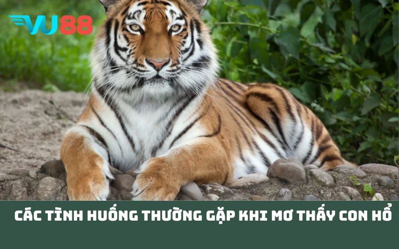 Các Tình Huống Thường Gặp Khi Mơ Thấy Con Hổ
