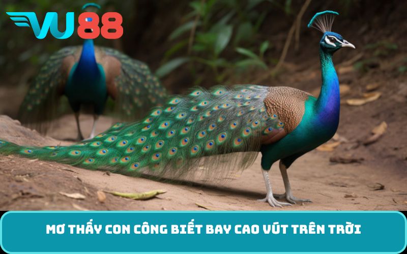 Mơ thấy con công biết bay cao vút trên trời