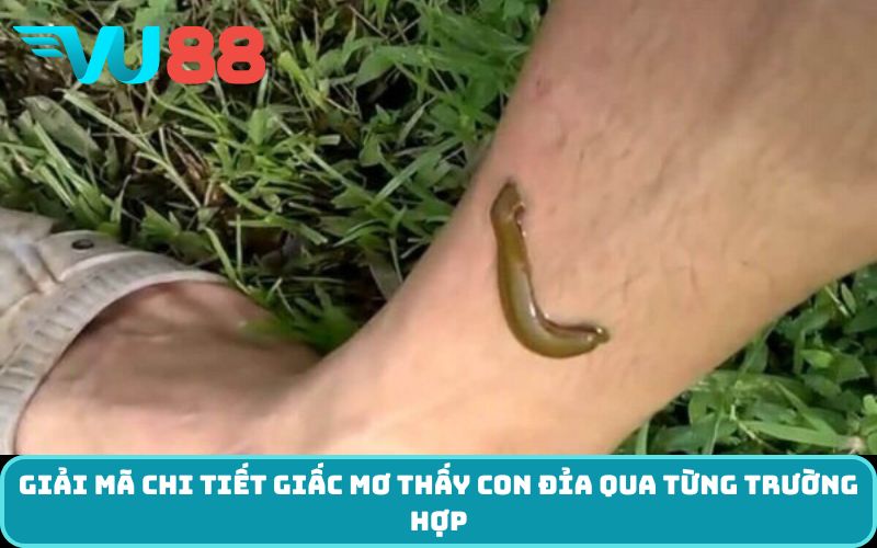 Giải mã chi tiết giấc Mơ thấy con đỉa qua từng trường hợp
