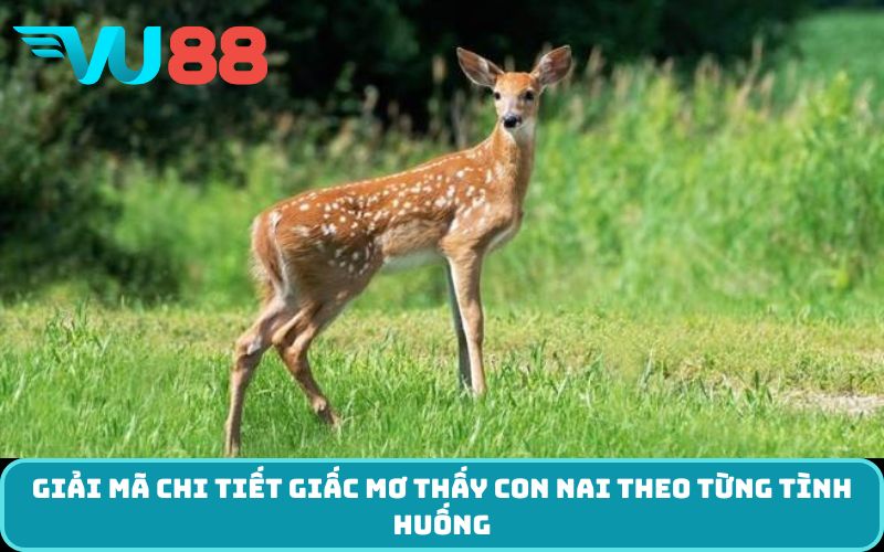 Giải mã chi tiết giấc mơ thấy con nai theo từng tình huống