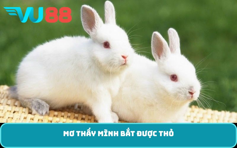 Mơ thấy mình bắt được thỏ