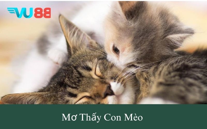 mơ thấy con mèo