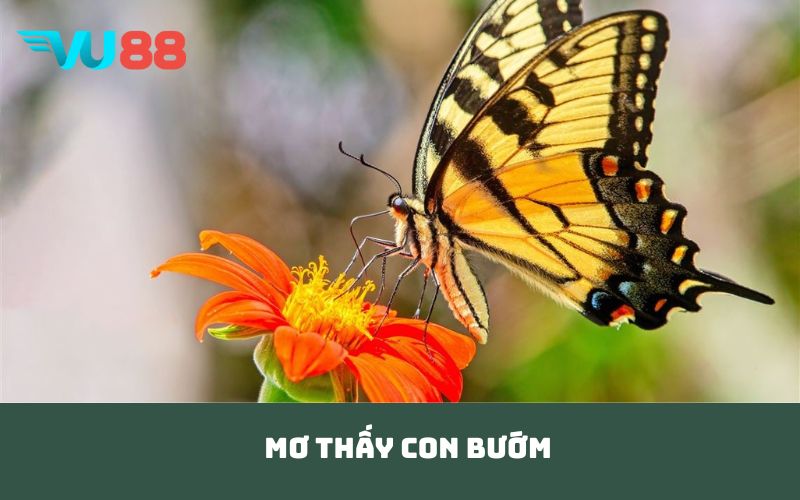 mơ thấy con bướm