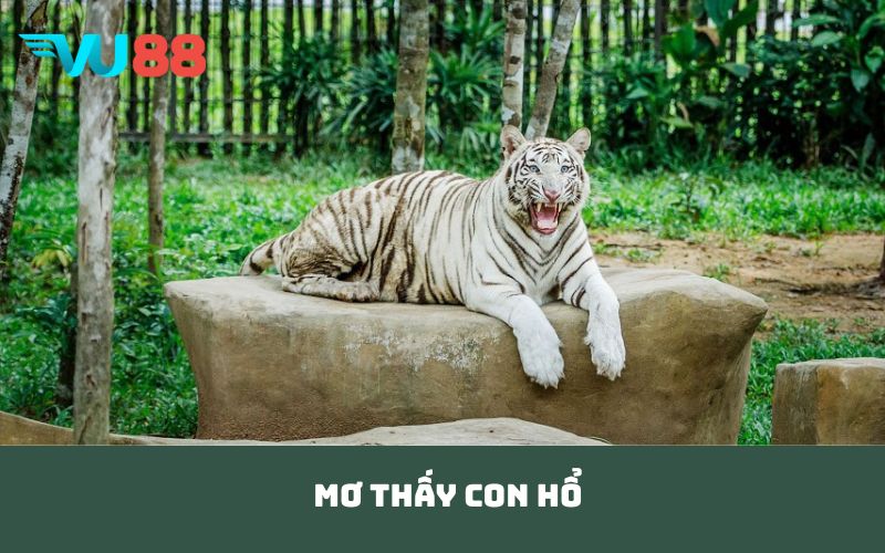 mơ thấy con hổ