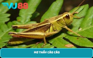 mơ thấy cào cào