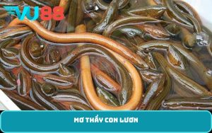 mơ thấy con lươn
